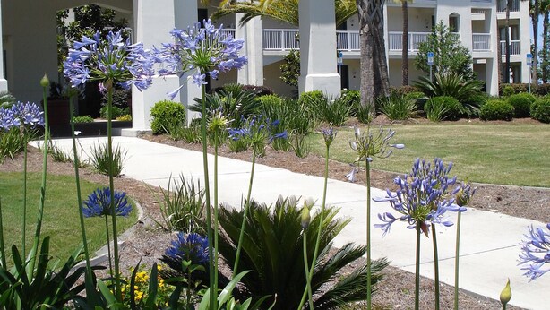 A hotel with a white facade, multiple balconies, and a well-maintained garden with blue flowers. - Epworth By The Sea (St. Simons Island)