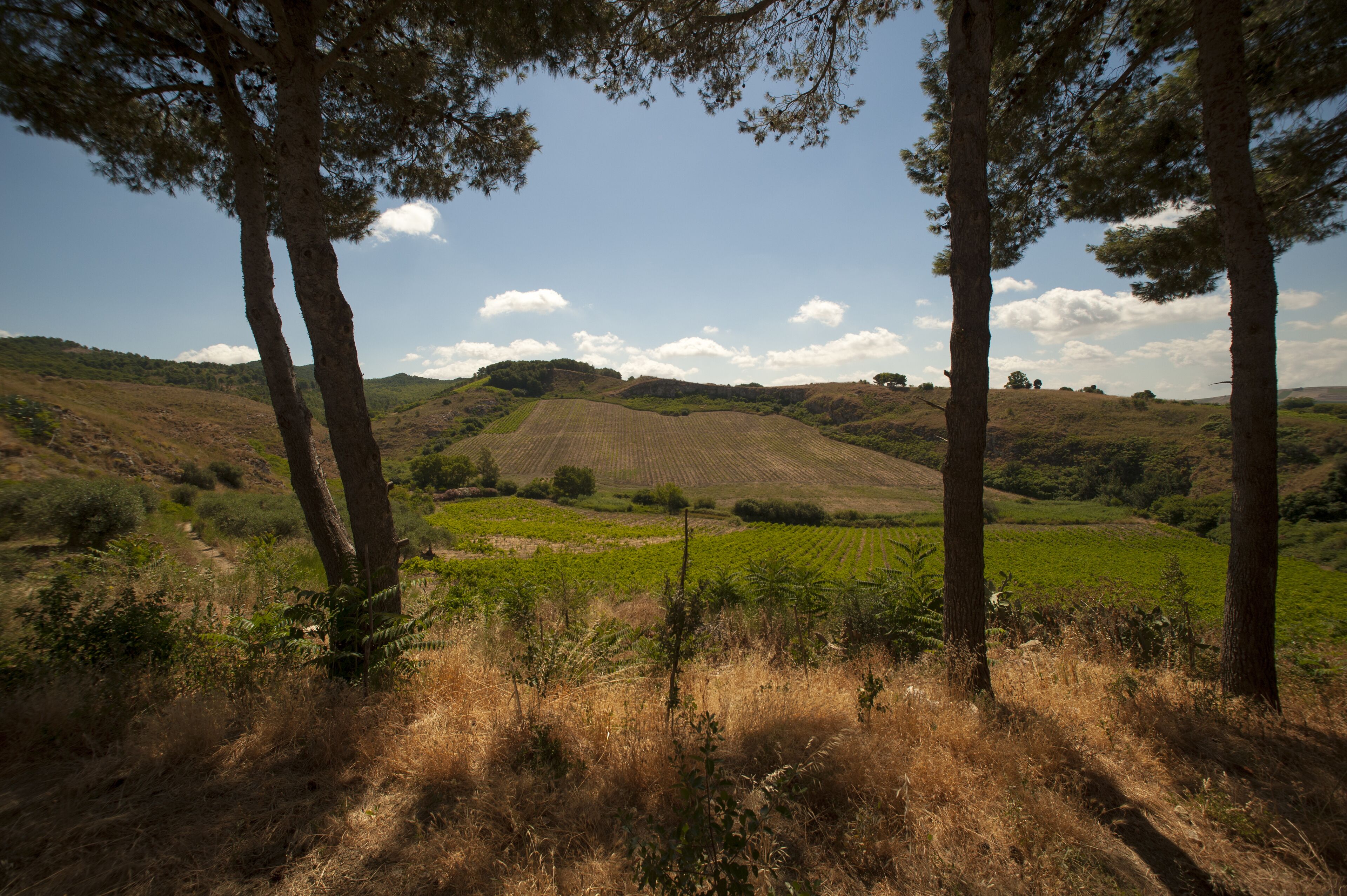 Ländliche Landschaft mit sanften Hügeln, einem Feld und einigen Bäumen.