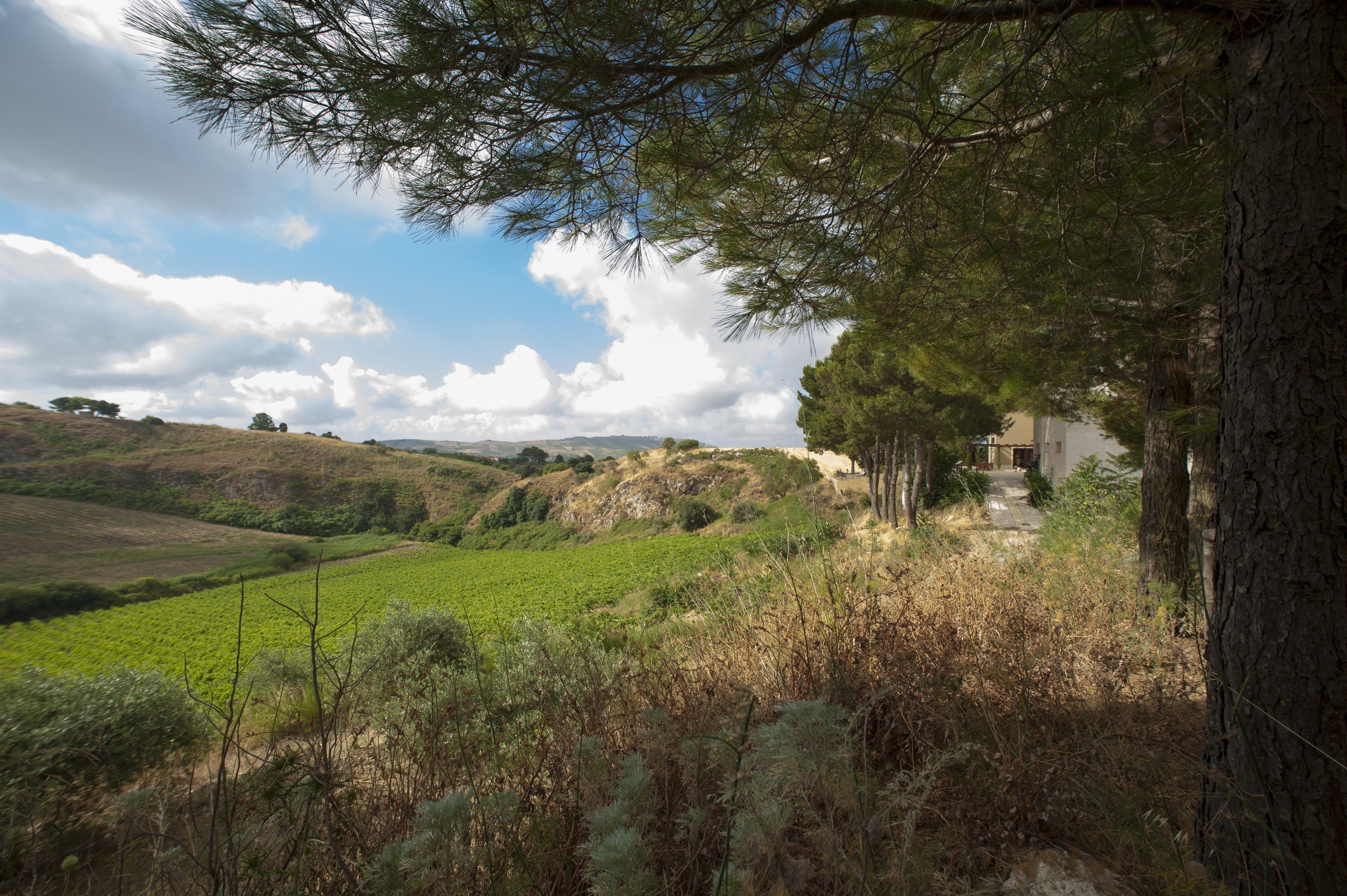 A rural landscape with a path leading to a building surrounded by trees and fields.