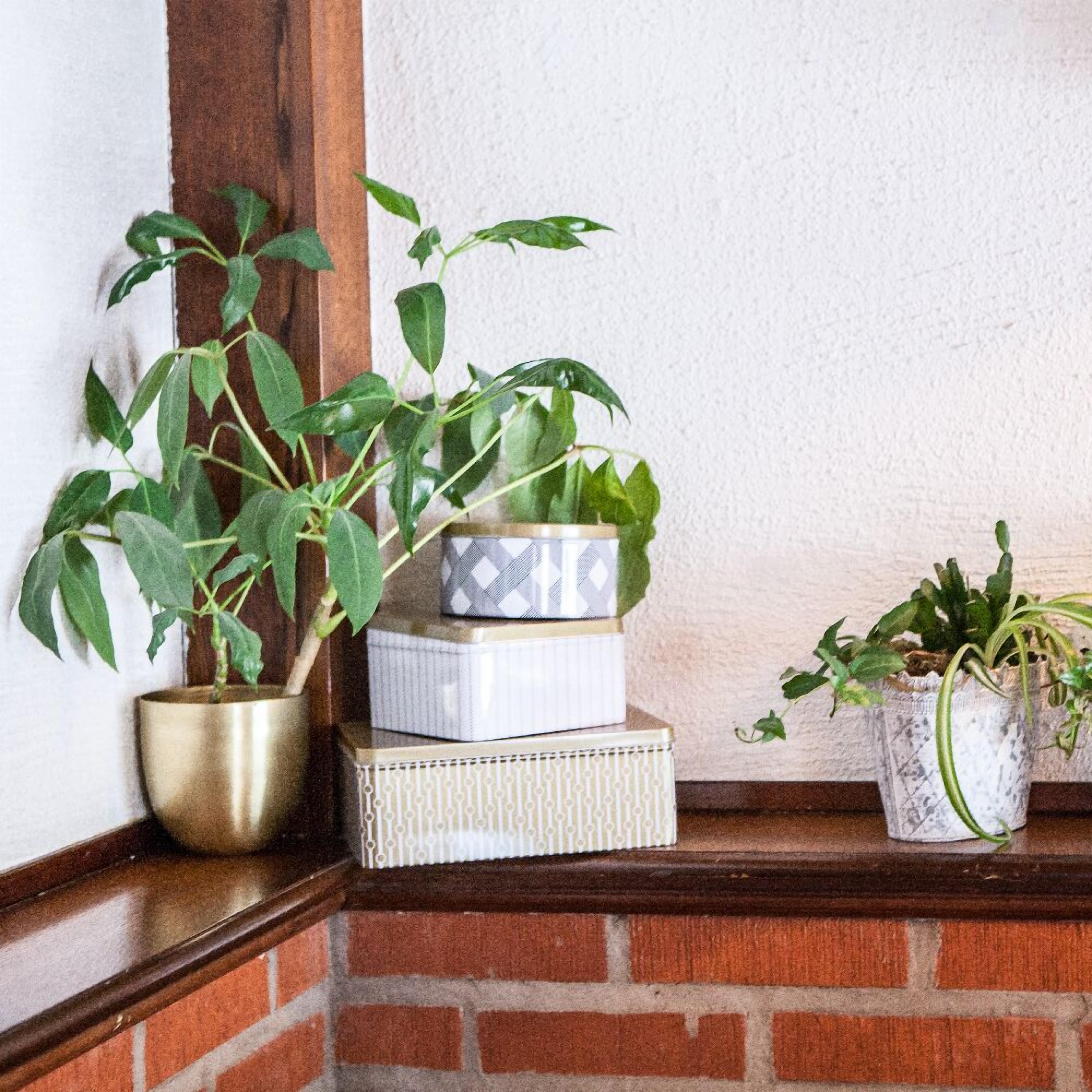 A corner with a brick wall, a wooden ledge, and three potted plants.
