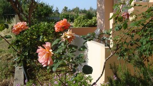 A garden with blooming roses and various shrubs. - Athina Rooms (Rethymno)