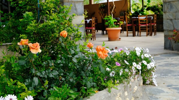 A garden with orange roses, white daisies, and green foliage. - Athina Rooms (Rethymno)