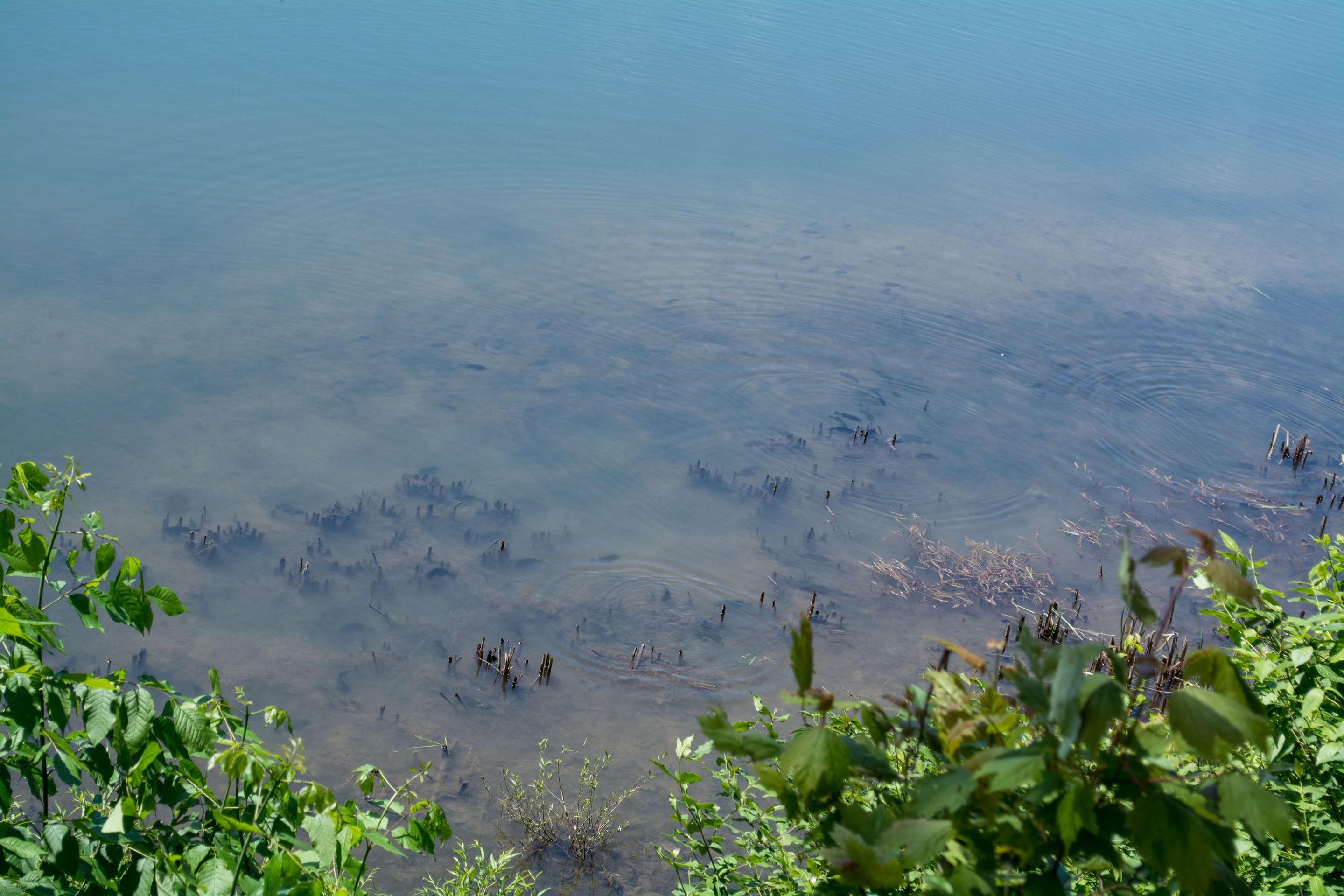 A clear view of a lake with visible submerged vegetation and a few trees in the foreground.