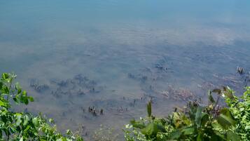 A clear view of a lake with visible submerged vegetation and a few trees in the foreground.