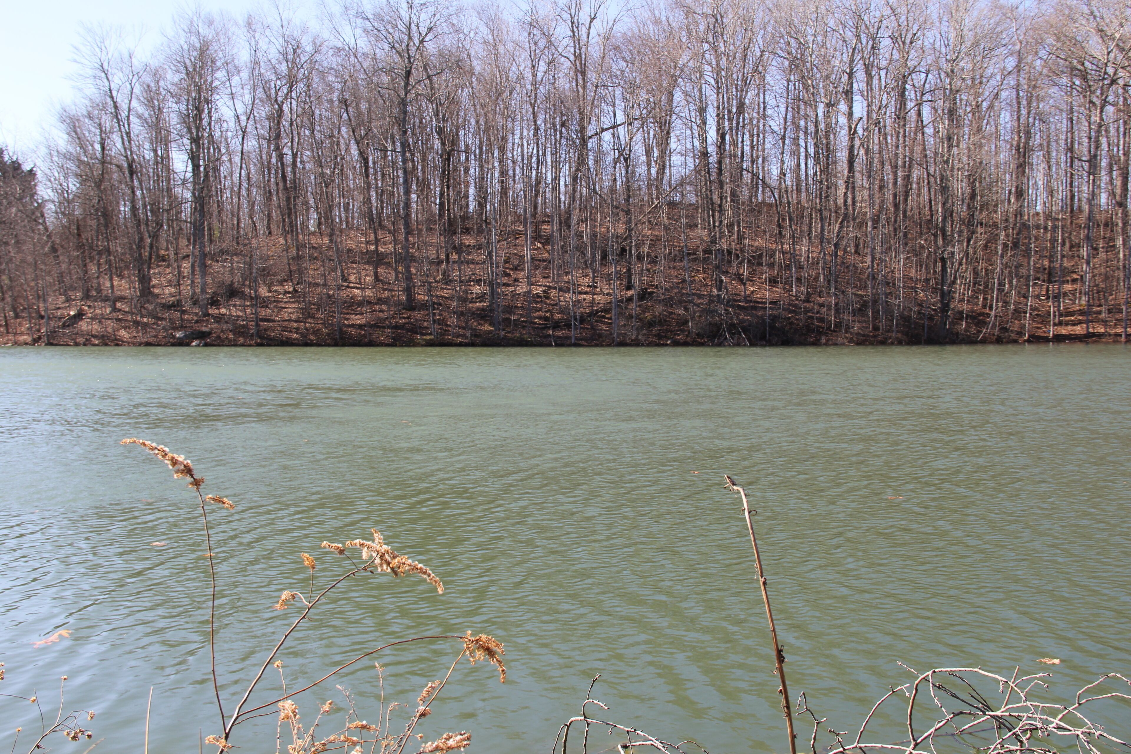 A calm lake with sparse vegetation and leafless trees in the background.