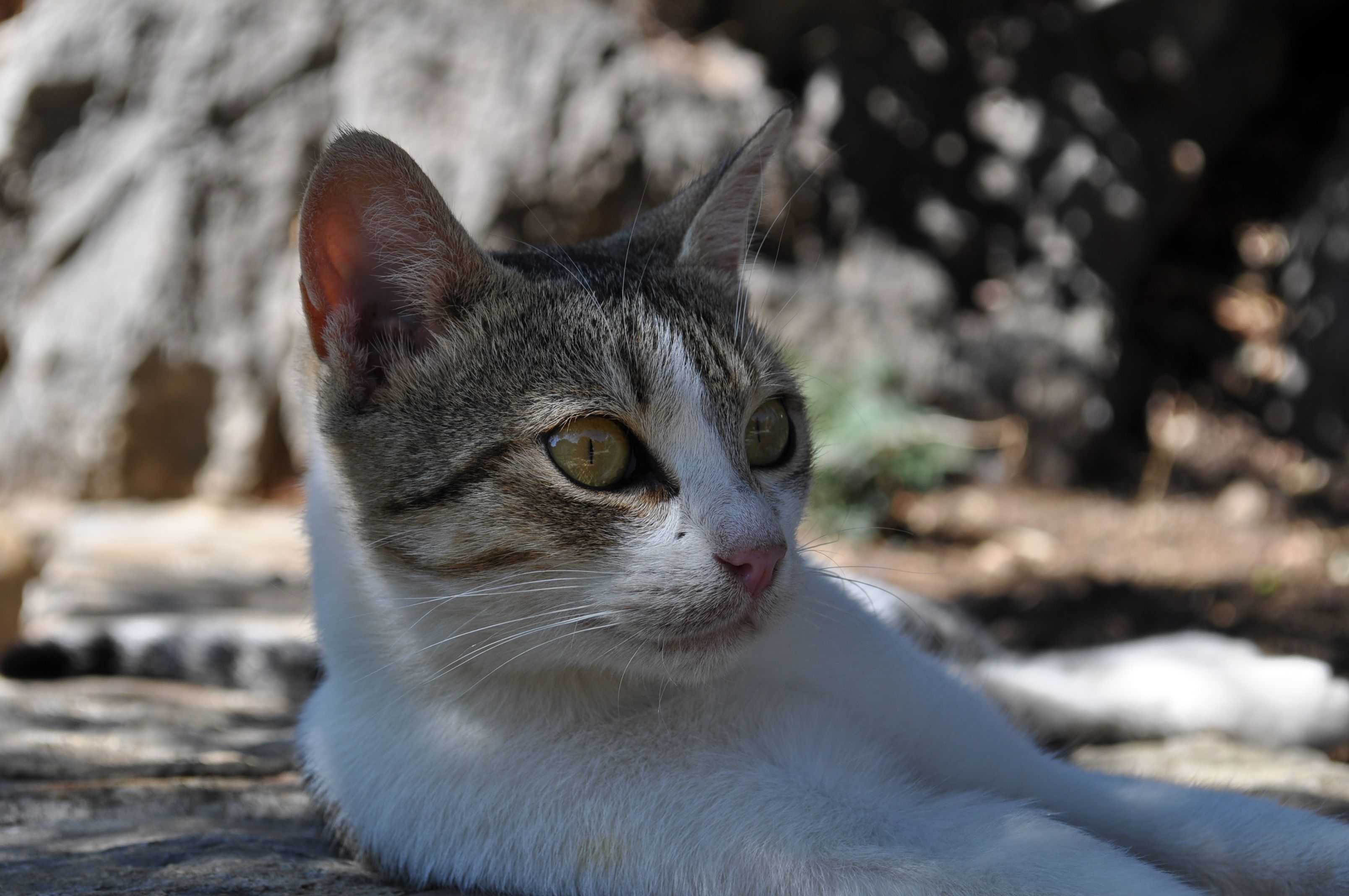 Un primo piano di un gatto dal manto bianco e grigio, sdraiato su una superficie in pietra con uno sfondo naturale sfocato.