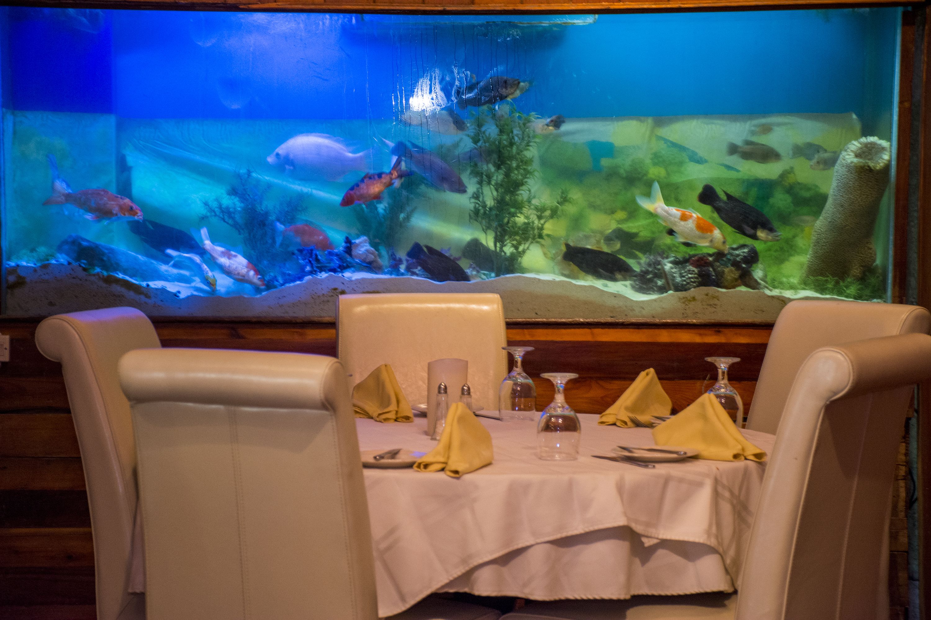 lunch and dinner served, fusion cuisine