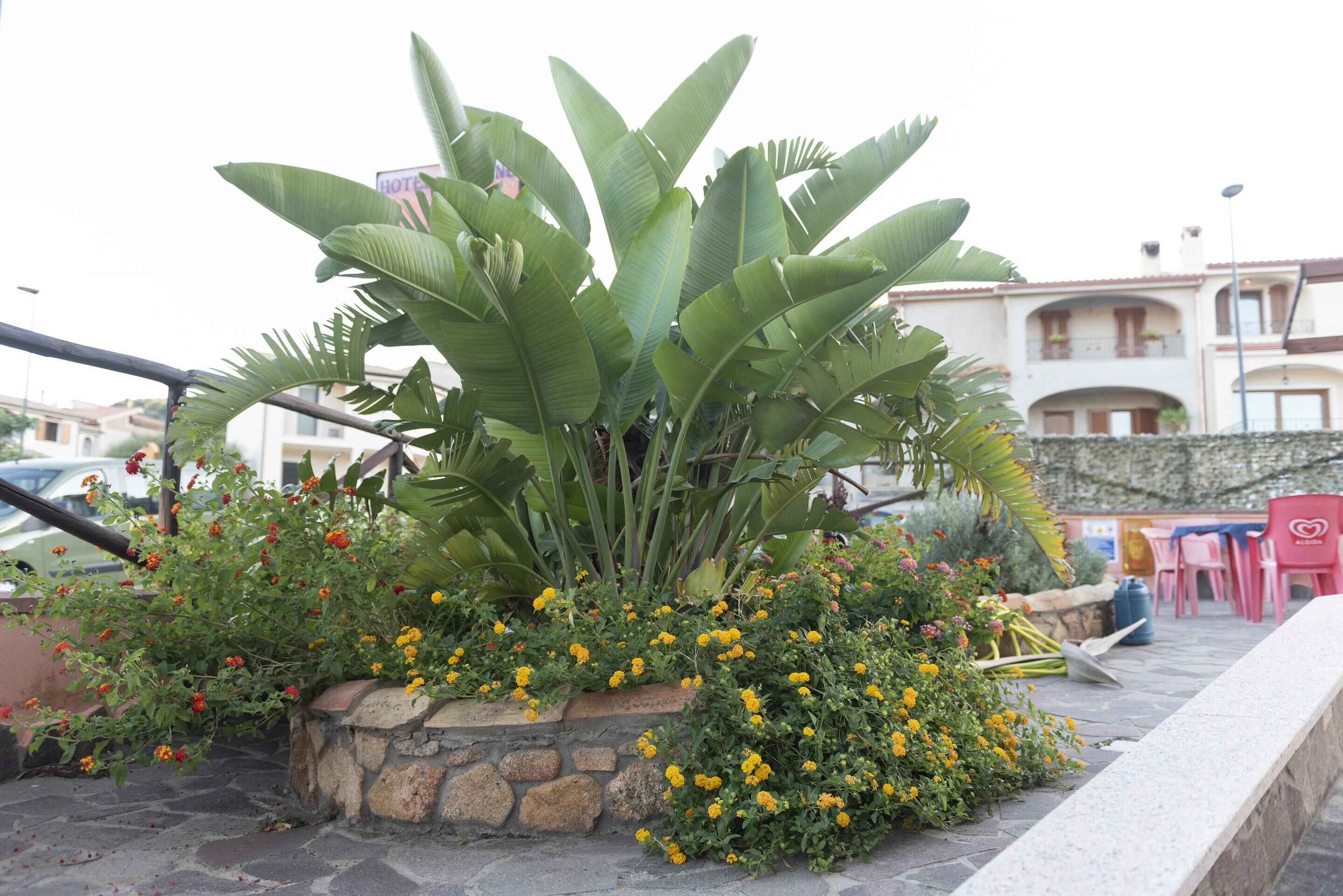 quadruple room, mountain view | garden view