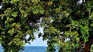 A beach with boats and a tree providing shade. - Bali Dive Resort and Spa (Tulamben)