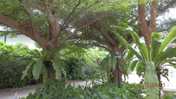 Un exuberante jardín con árboles grandes y diversas plantas.