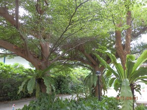 A lush garden with large trees and various plants.