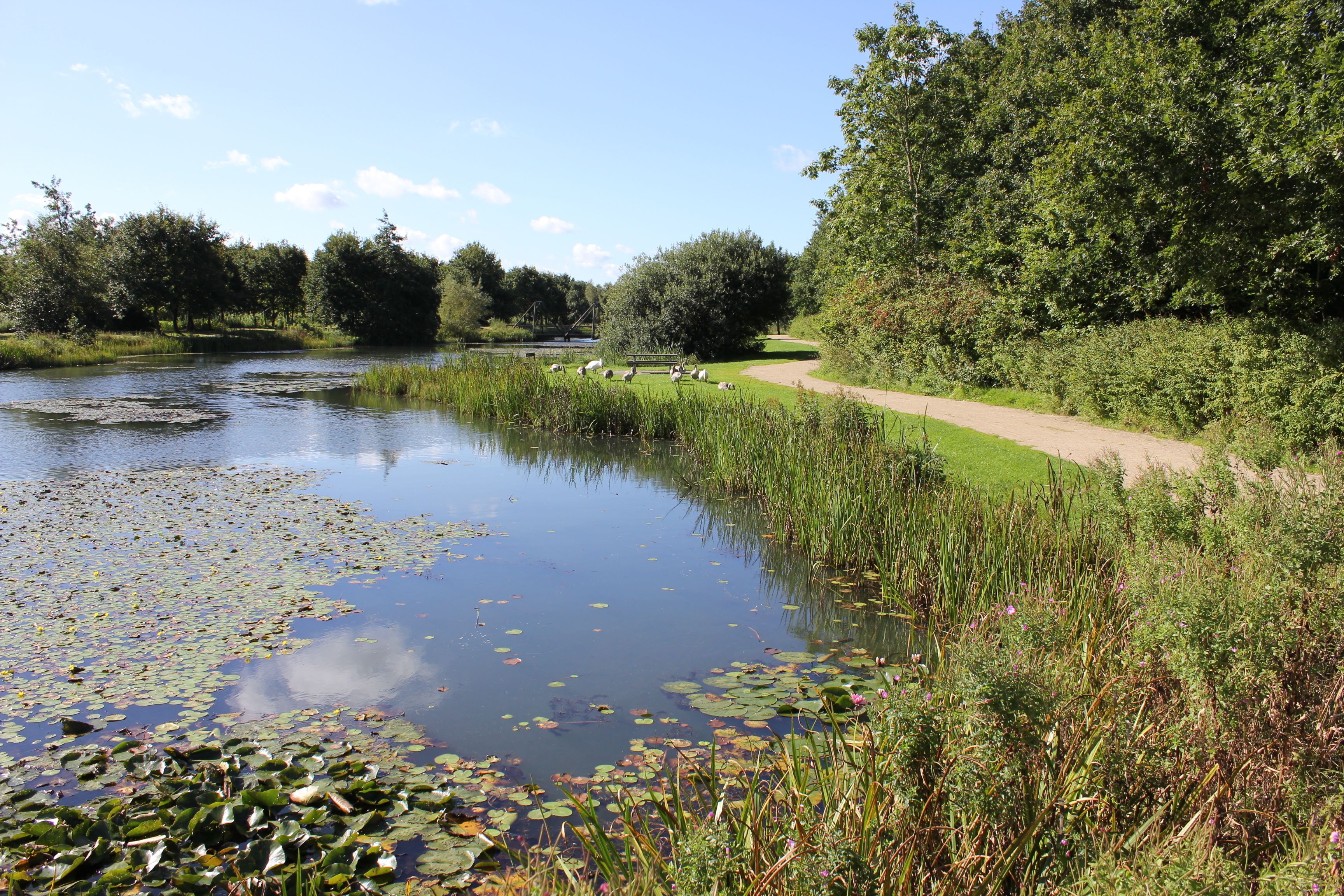 A serene pond with lily pads and reeds, surrounded by lush greenery and a clear path.