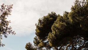 Un paisaje costero con un árbol destacado, cielo despejado y vista al mar.
