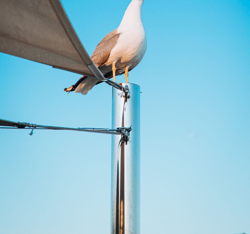 Un gaviot posat sobre un pal metàl·lic davant d'un cel blau clar.