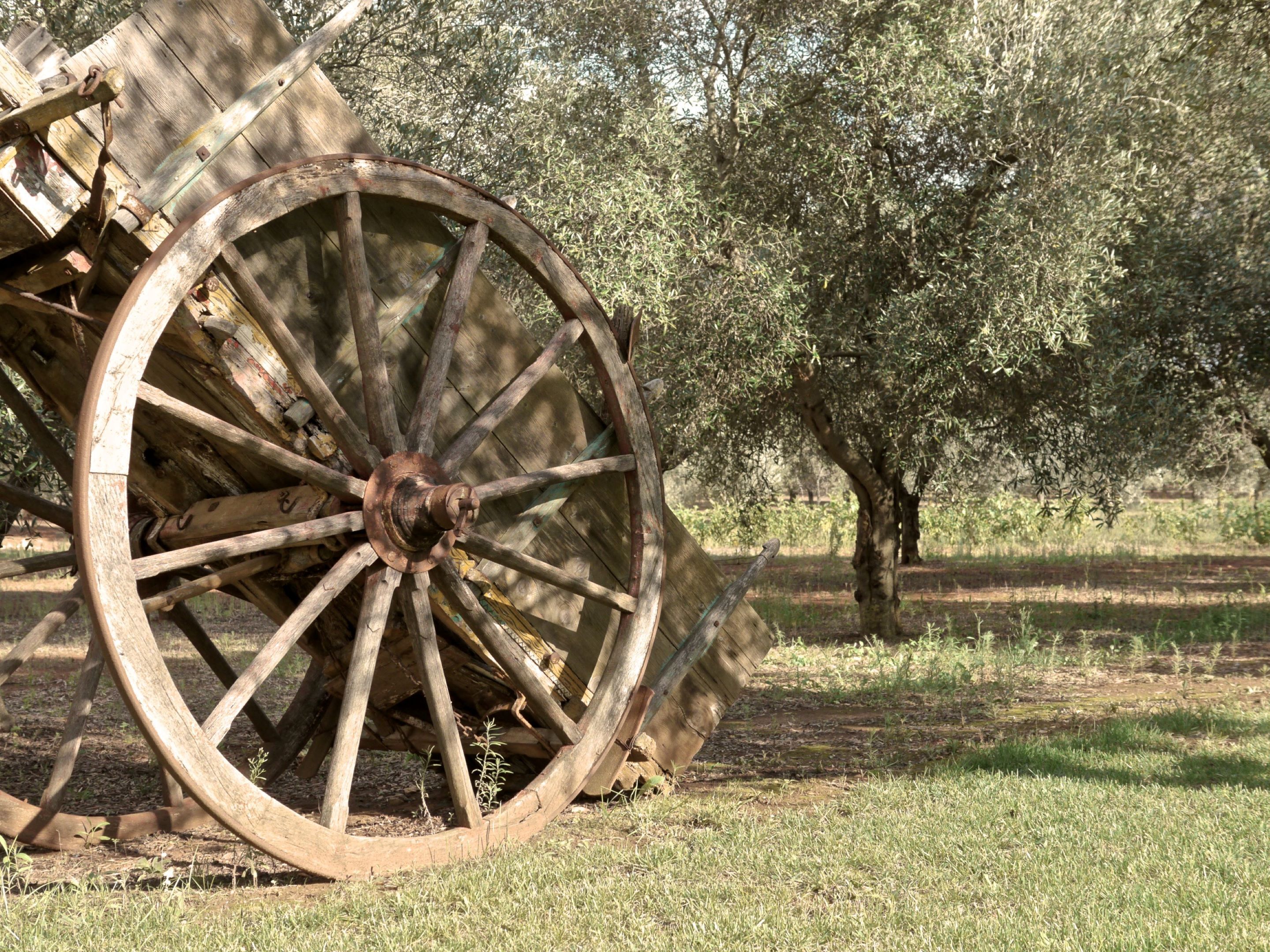 An old wooden cart wheel in a grassy field with olive trees in the background.