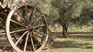 An old wooden cart wheel in a grassy field with olive trees in the background.