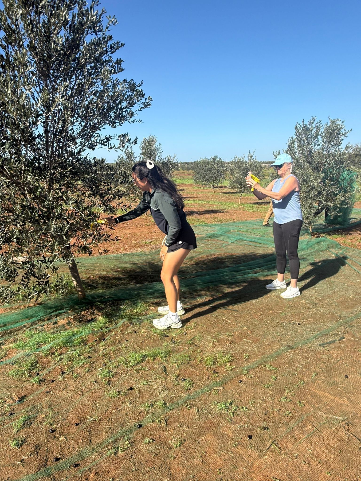 Two people in an olive grove, one bending over a tree, possibly harvesting olives.