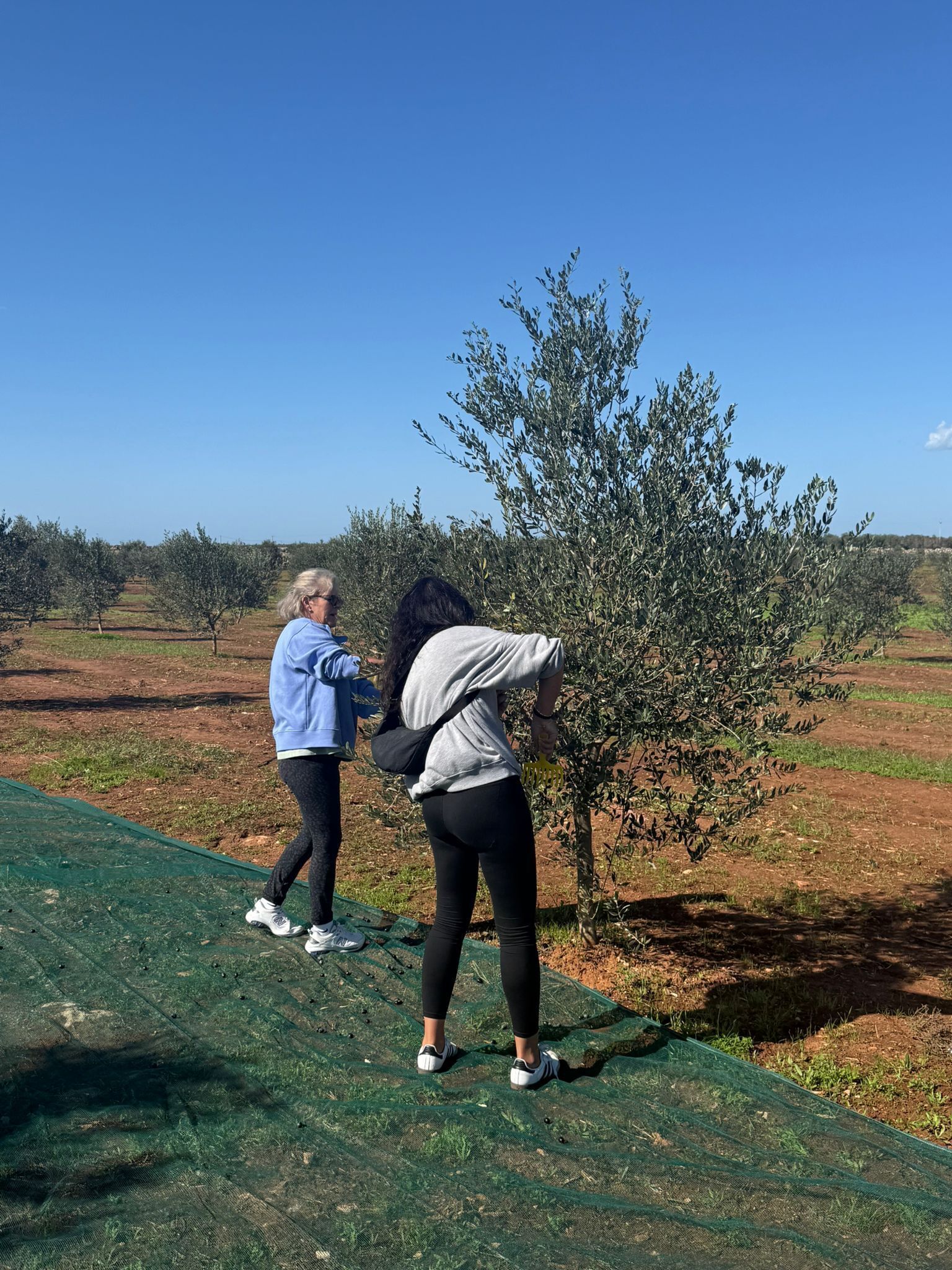 Two people in an outdoor setting with olive trees and a clear sky.