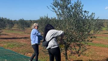 Two people in an outdoor setting with olive trees and a clear sky.