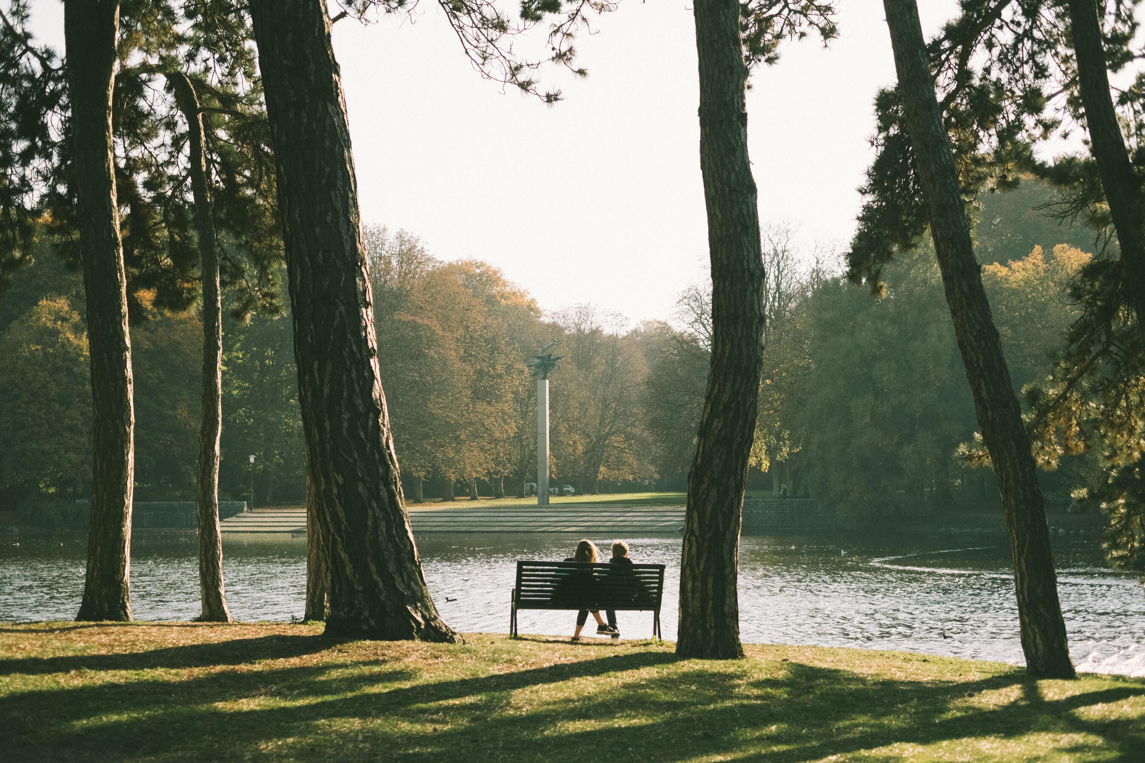 A park with a bench by a lake, surrounded by trees.