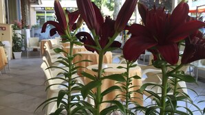 A seating area with tables and chairs, a potted plant with red flowers, and a view of the outside. - Hotel Angela (Misano Adriatico)