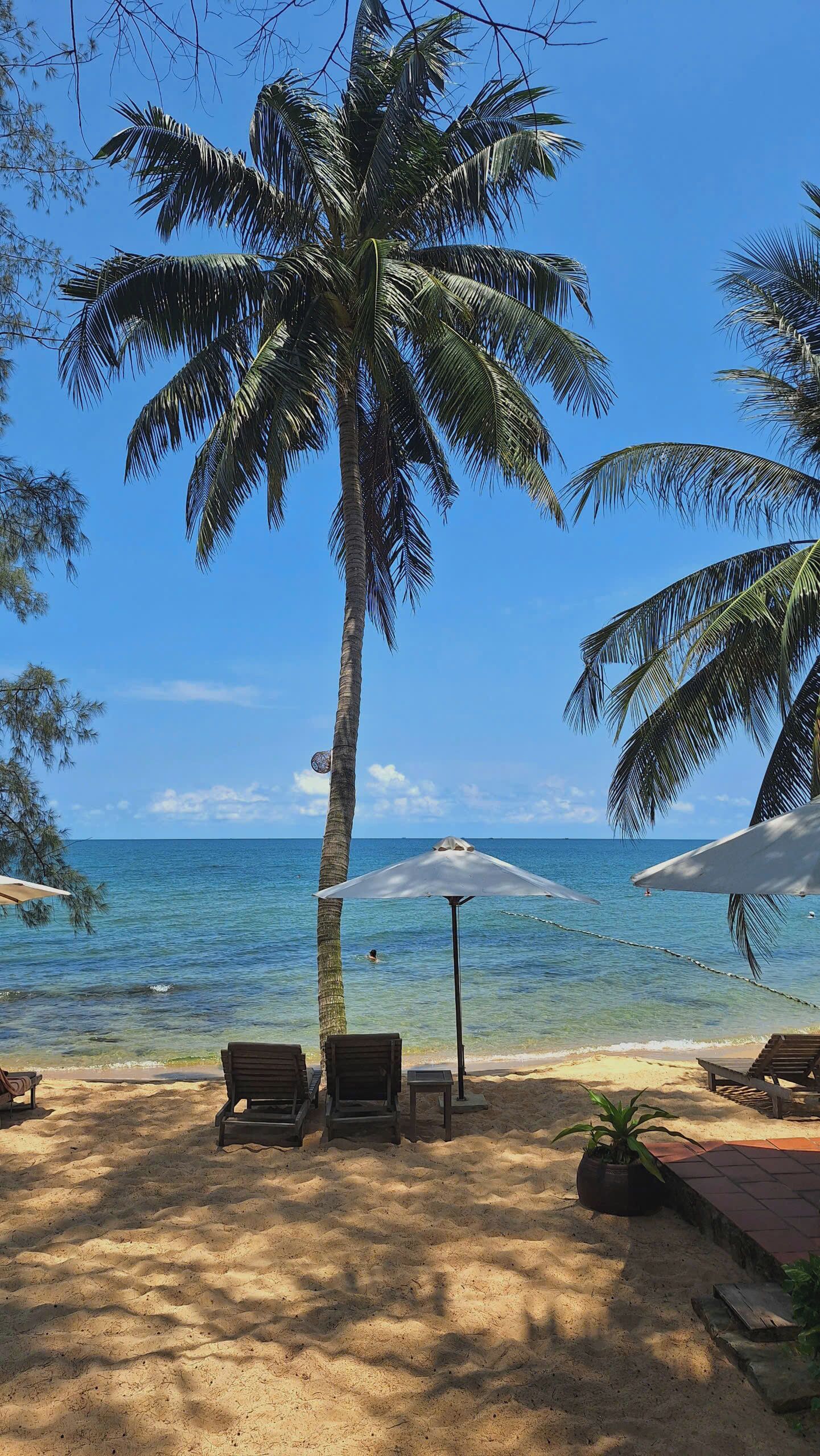 A beach with palm trees, a sandy area with lounge chairs, and a view of the ocean.