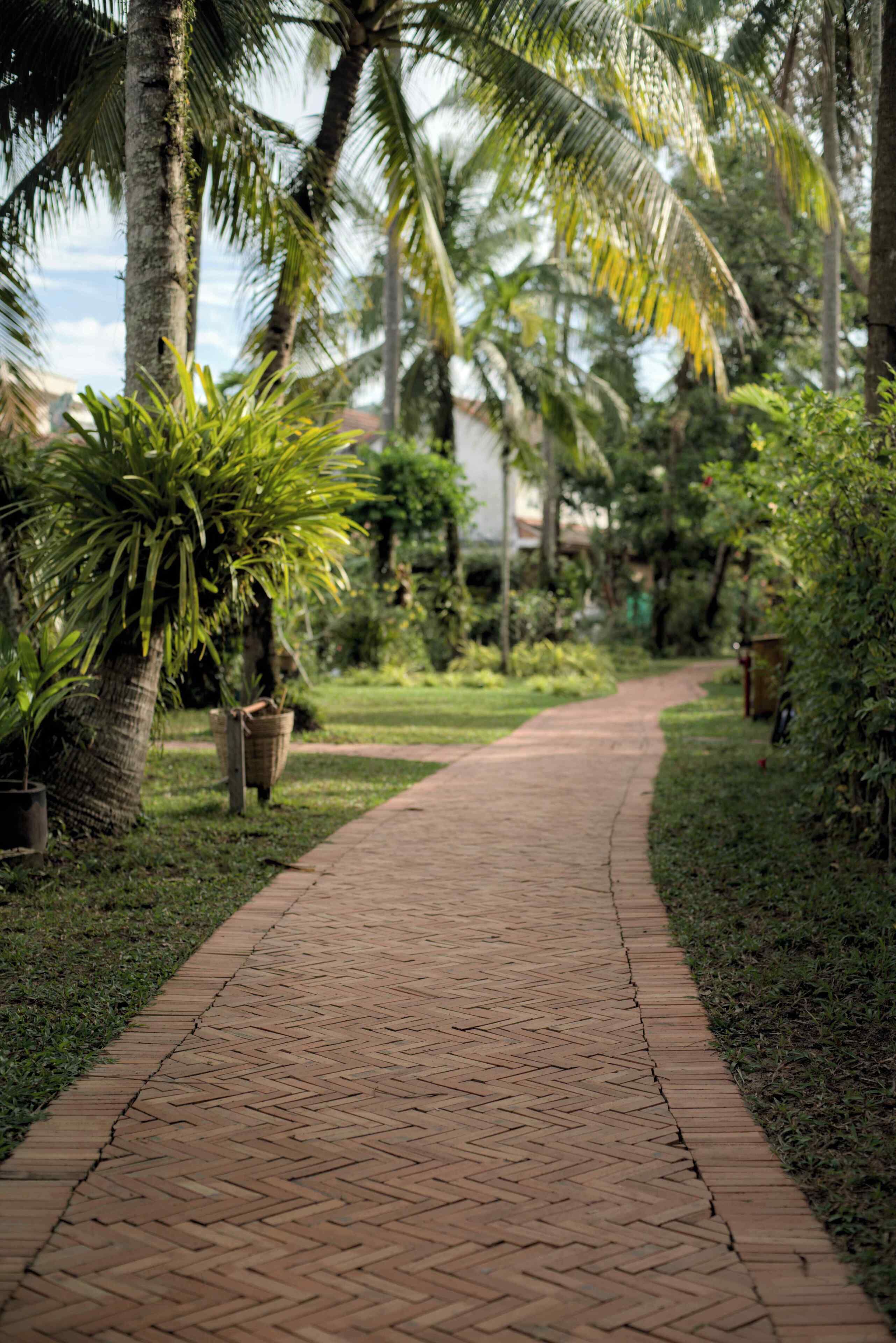 Un sendero de ladrillo que atraviesa un jardín con palmeras y plantas en macetas.