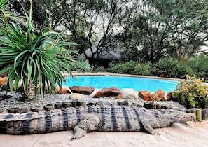 Jardim