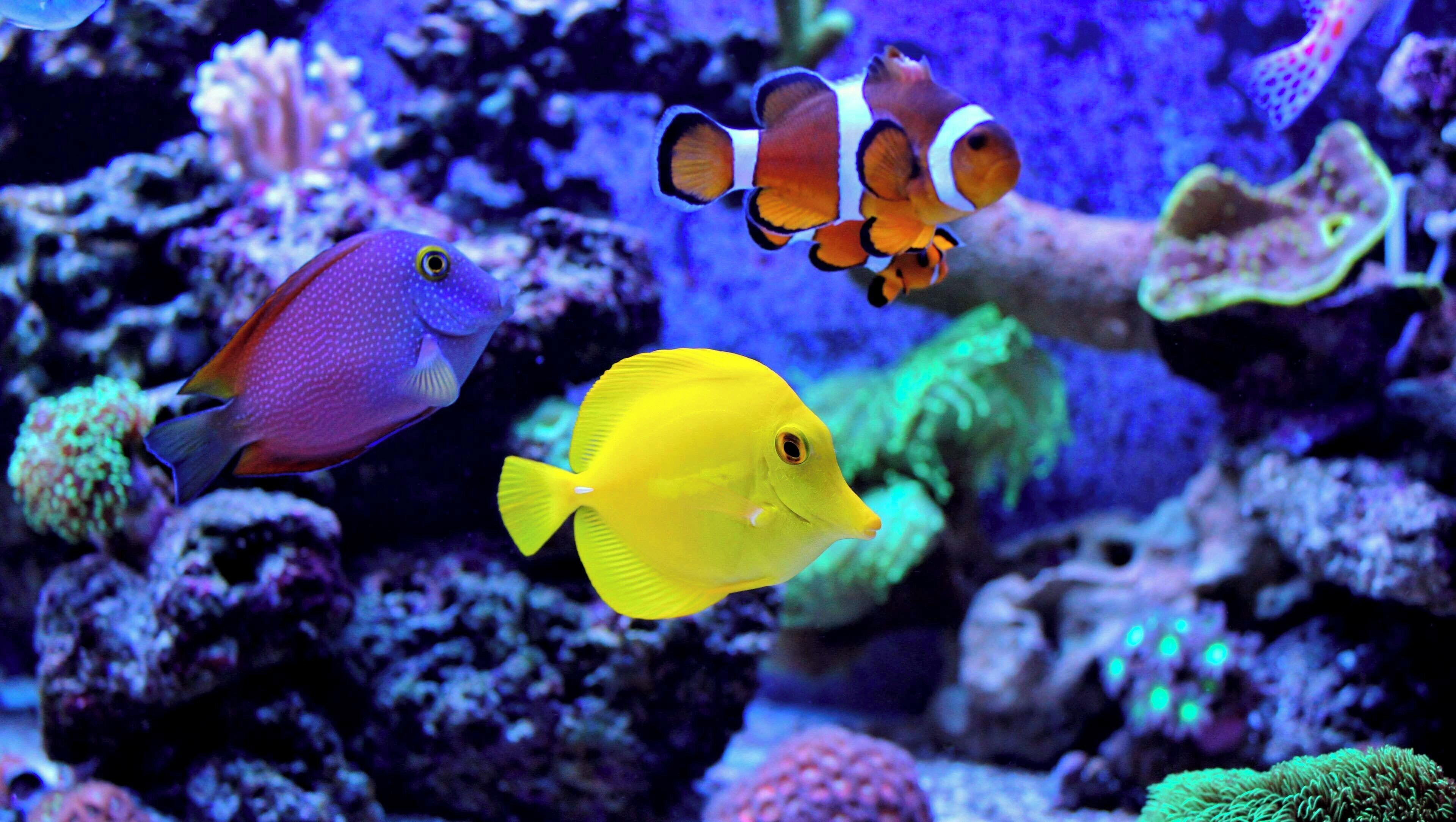 Un acquario con diverse specie di pesci, tra cui un pesce giallo, un pesce pagliaccio e un pesce viola.
