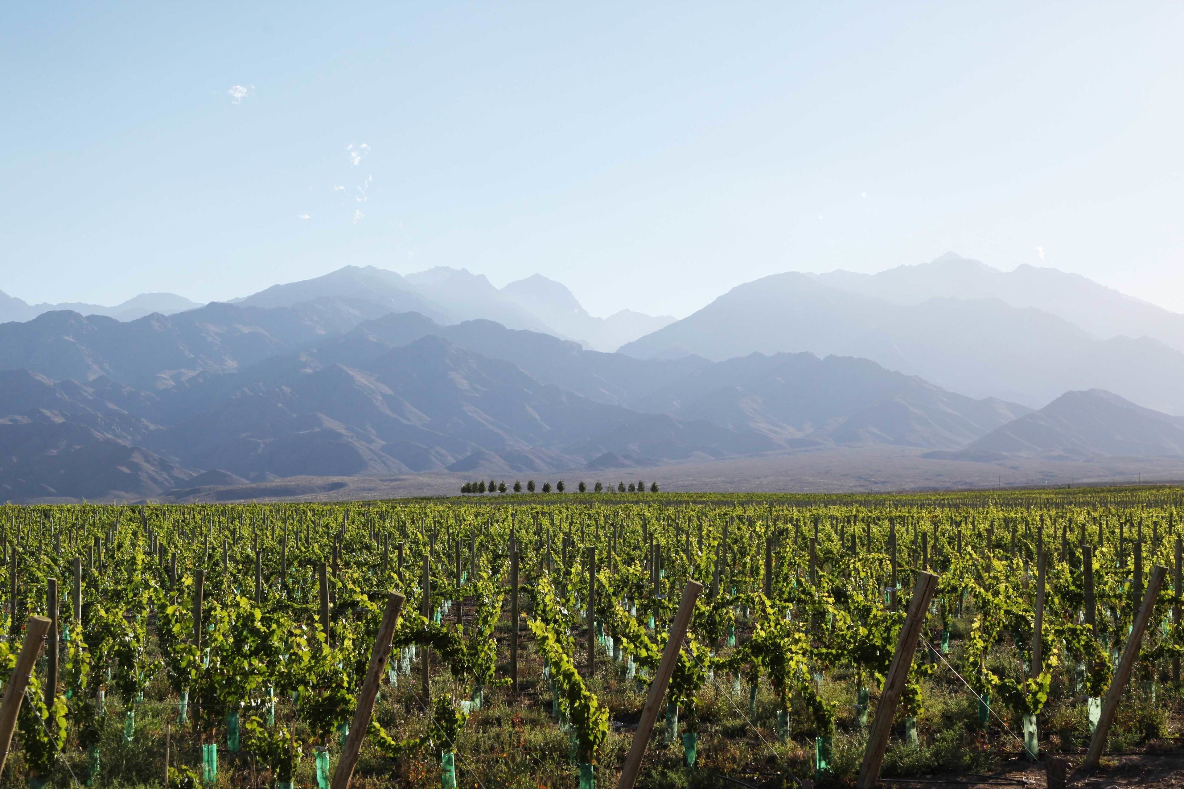 A vineyard with rows of grapevines and a mountain range in the background.