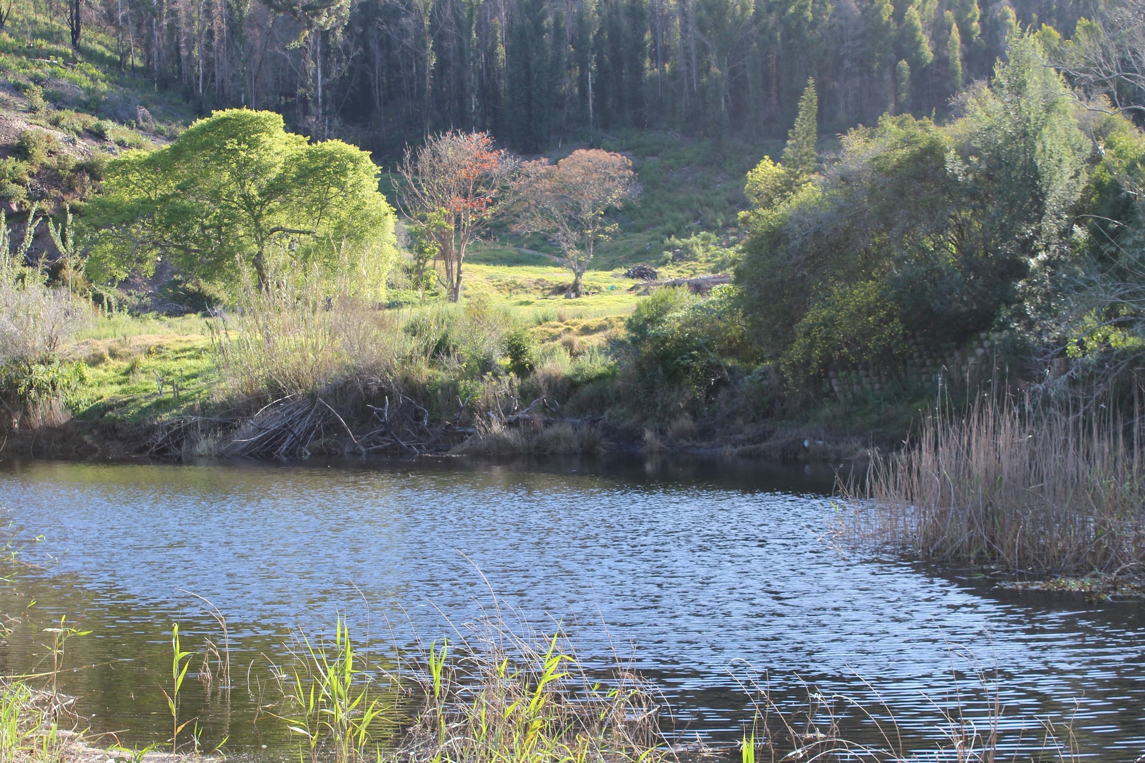 A serene lakeside setting with dense greenery and trees.