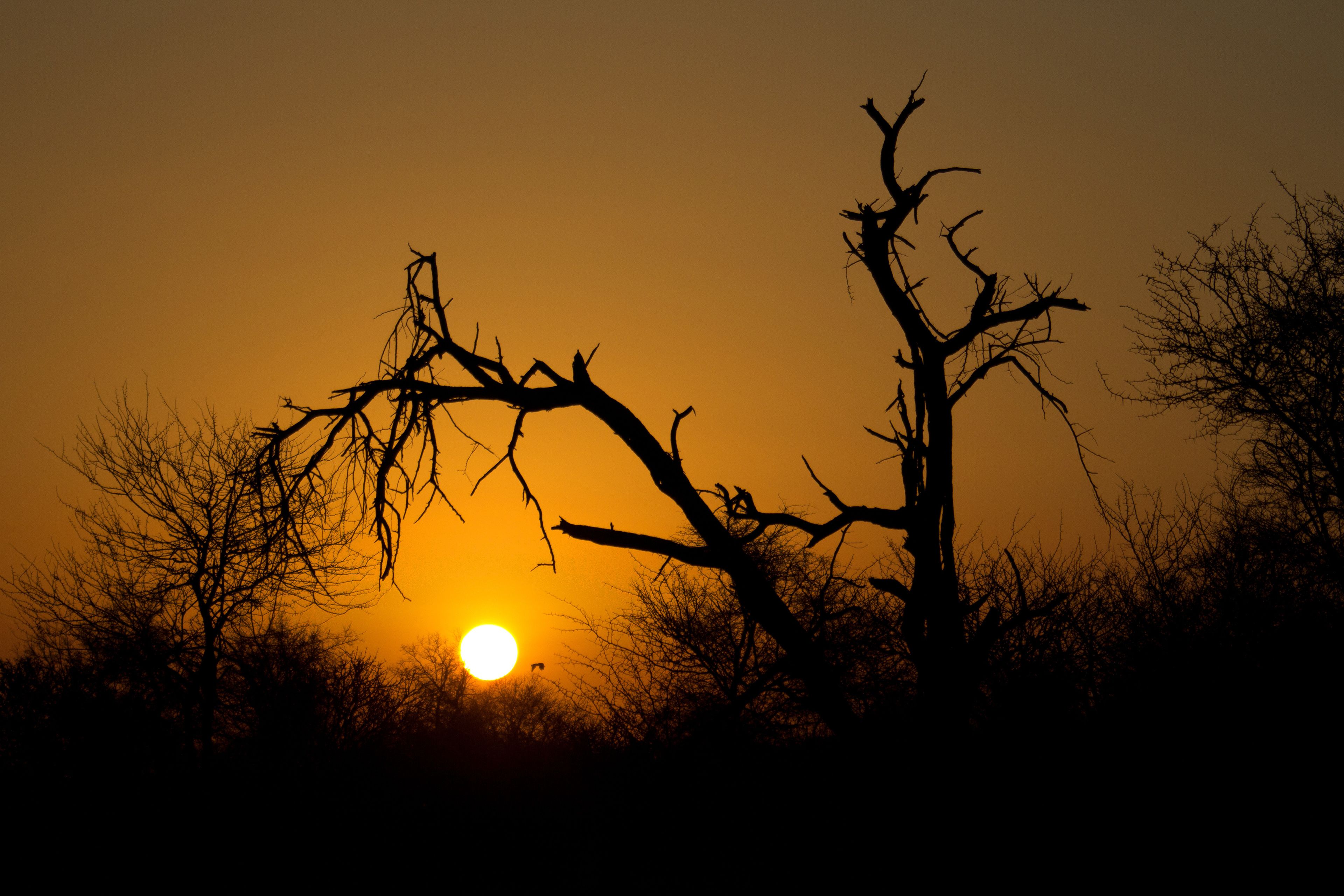 A sunset with silhouetted trees against a warm sky.