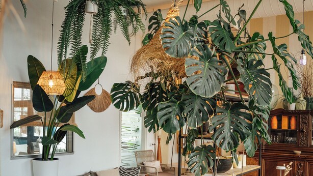 A cozy living room with a sofa, chairs, a coffee table, and a dining table. There are various potted plants and hanging plants adding greenery to the space. - Aqua Hotel (Konstanz)
