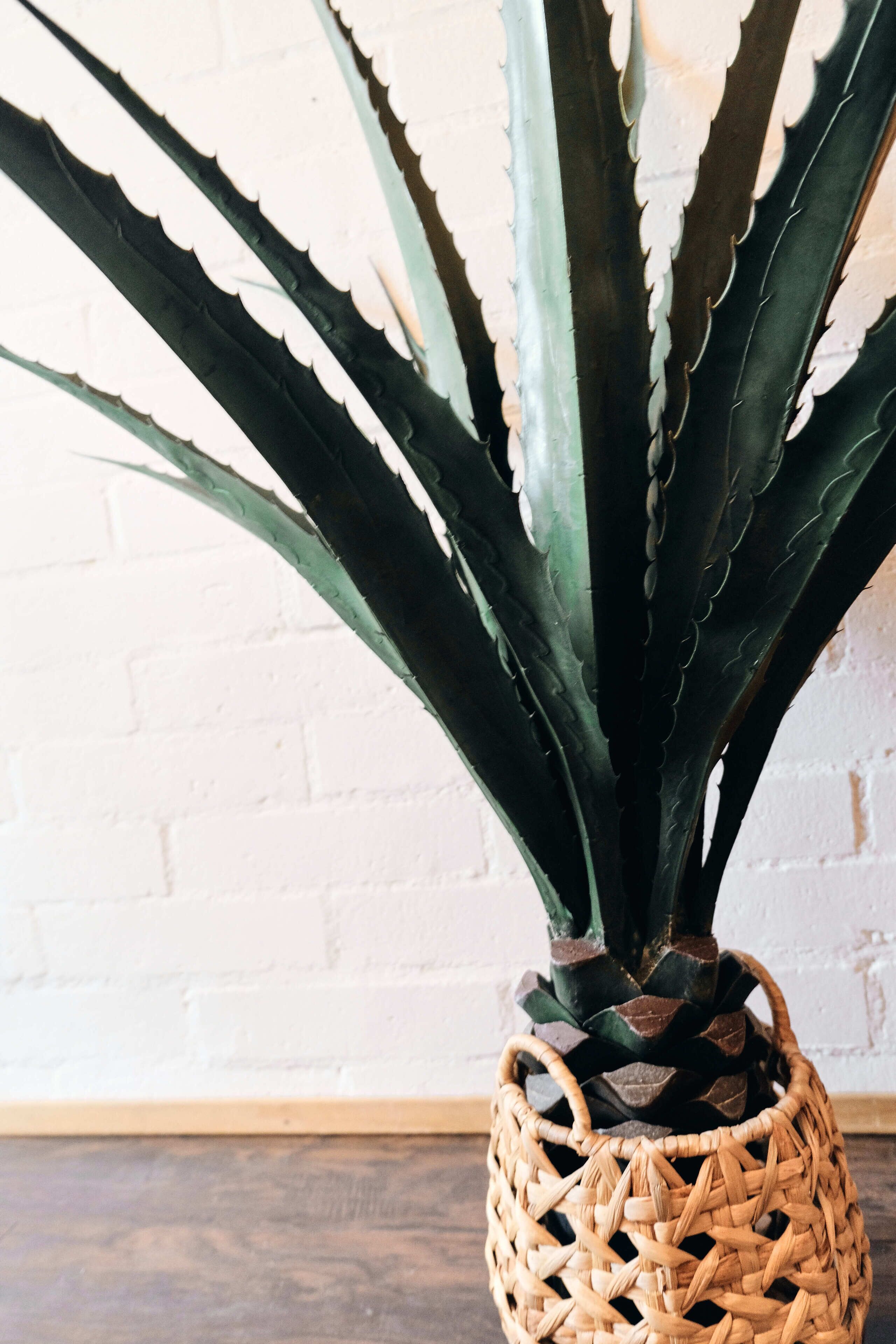 A potted aloe vera plant in a woven basket against a white brick wall.