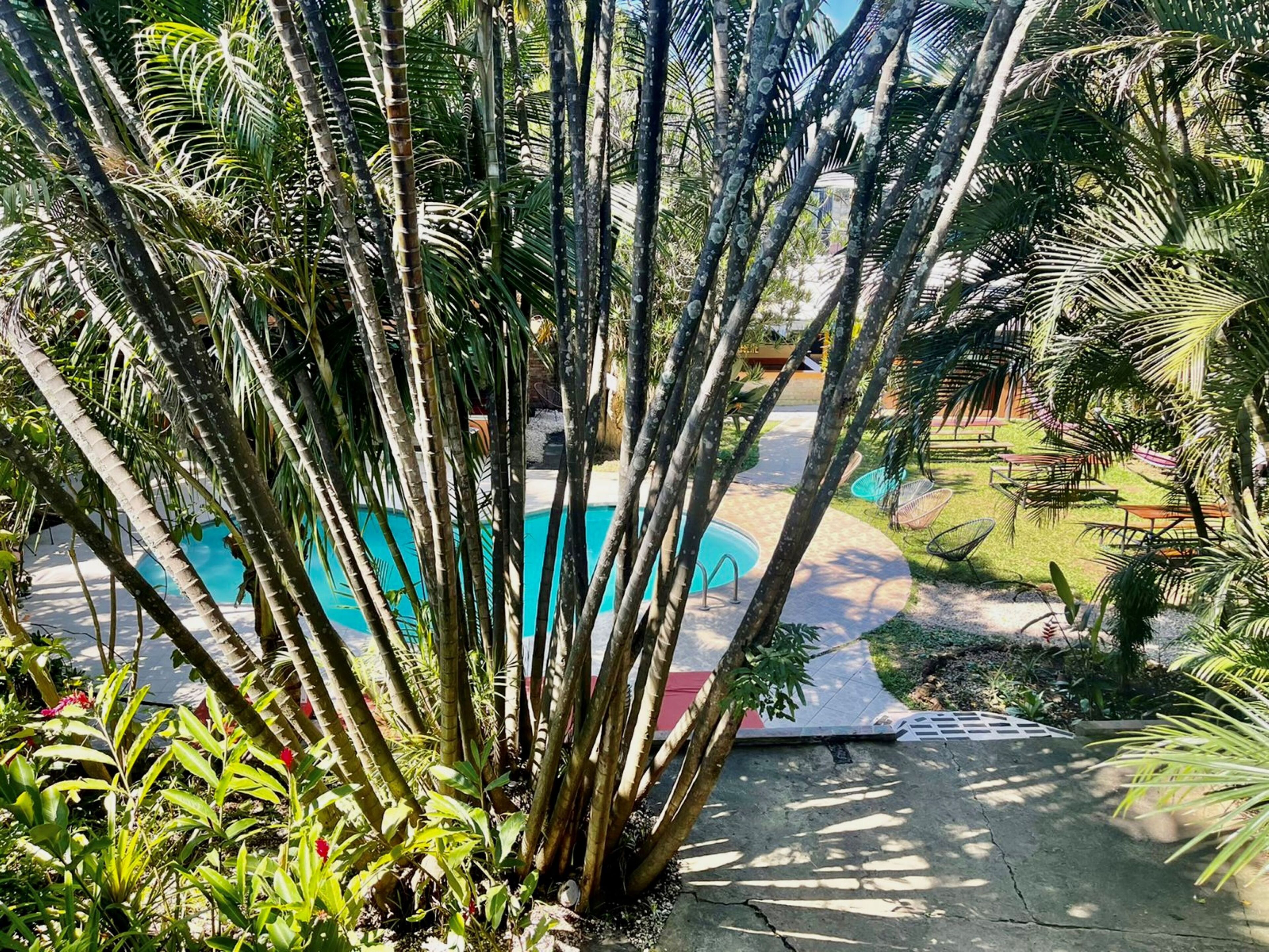 A pool area surrounded by tall palm trees and greenery, with a pathway leading to outdoor seating.