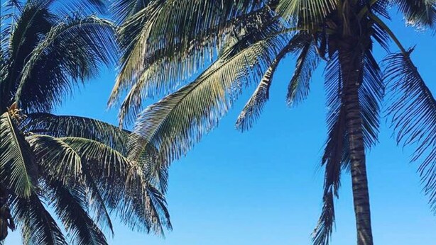 Una playa con palmeras y un cielo azul despejado.