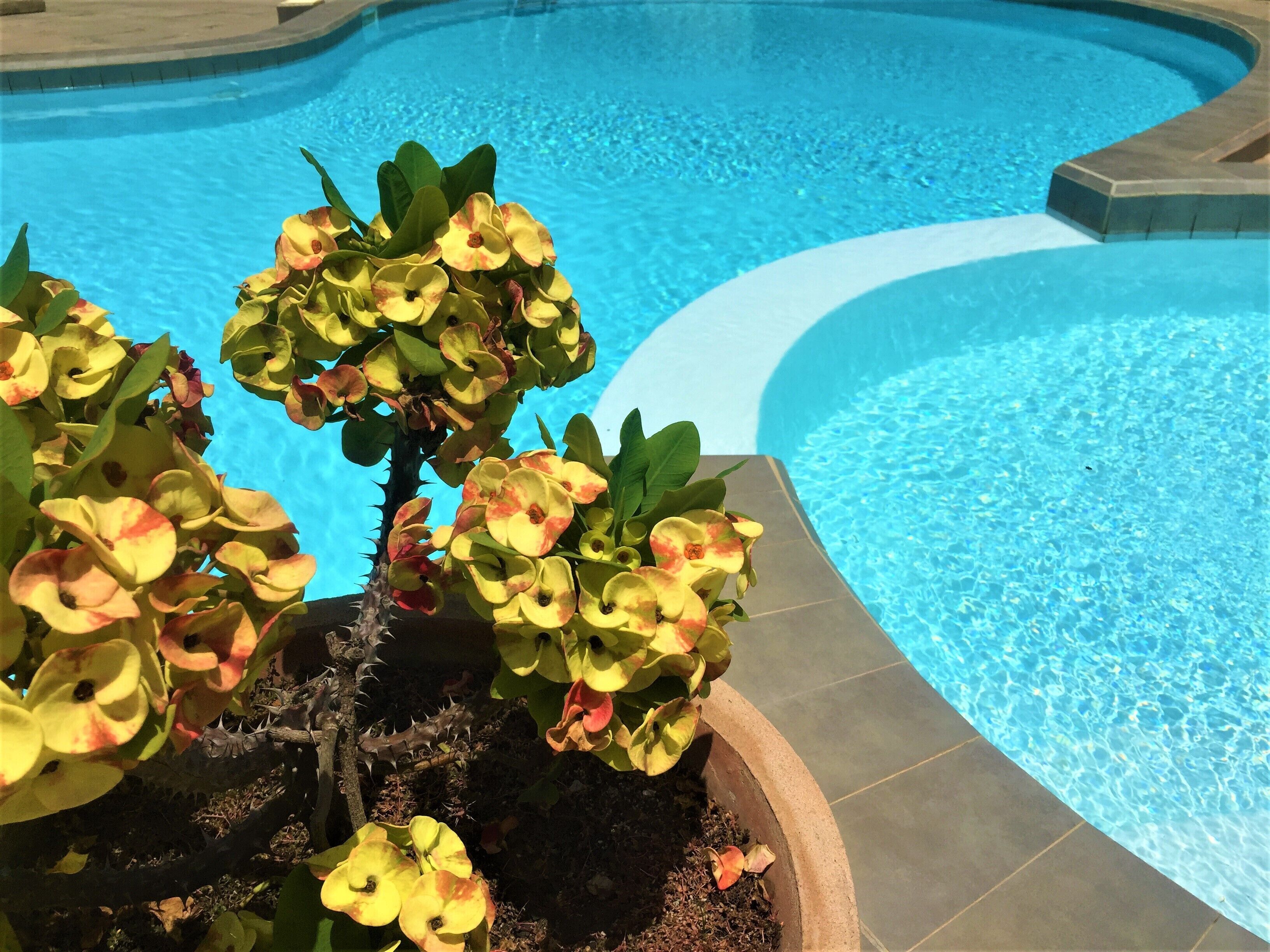 Una piscina con agua cristalina, rodeada por una terraza de baldosas.