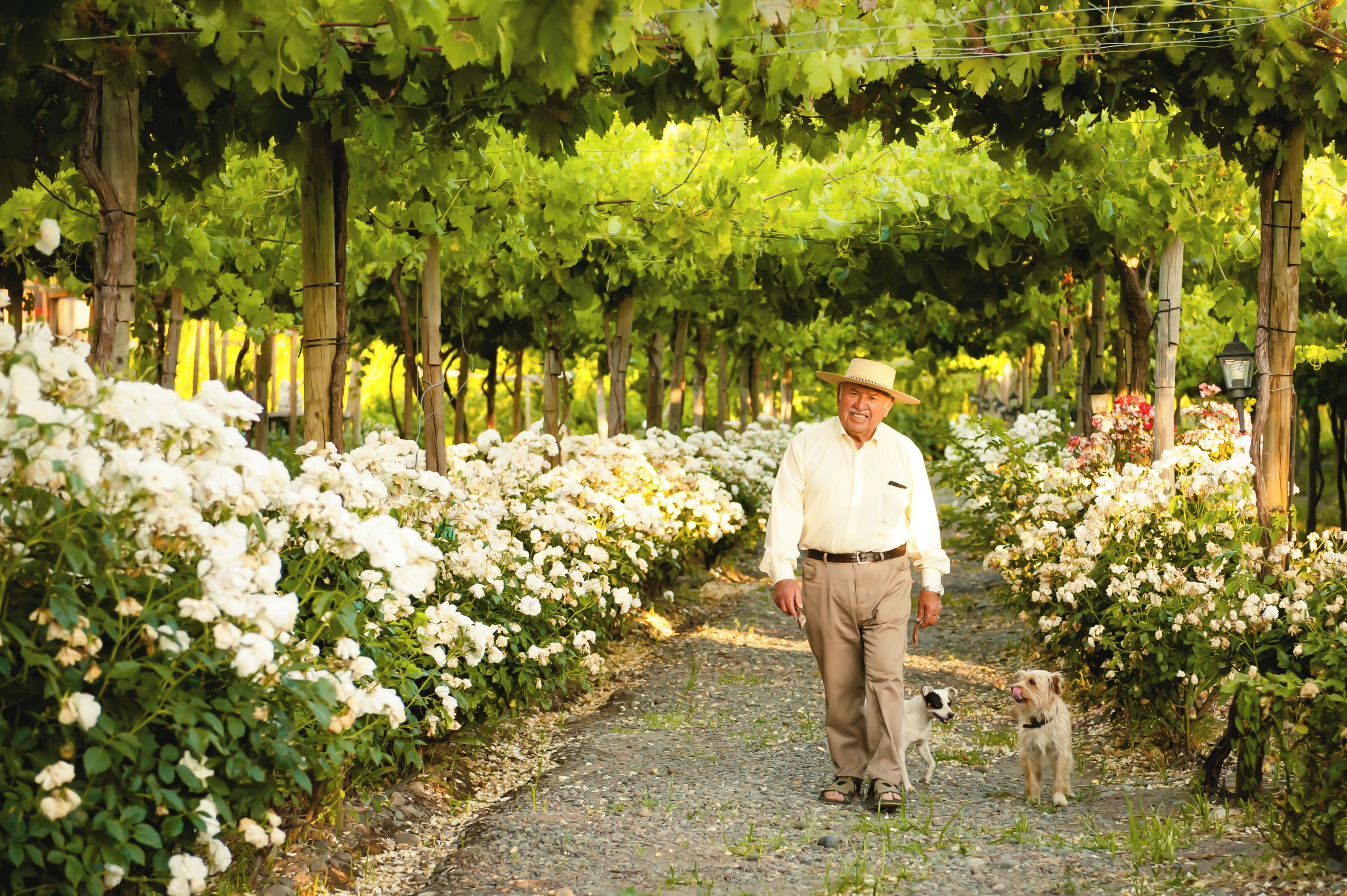 Un hombre pasea un perro por un sendero de grava rodeado de flores blancas y parras de uva.