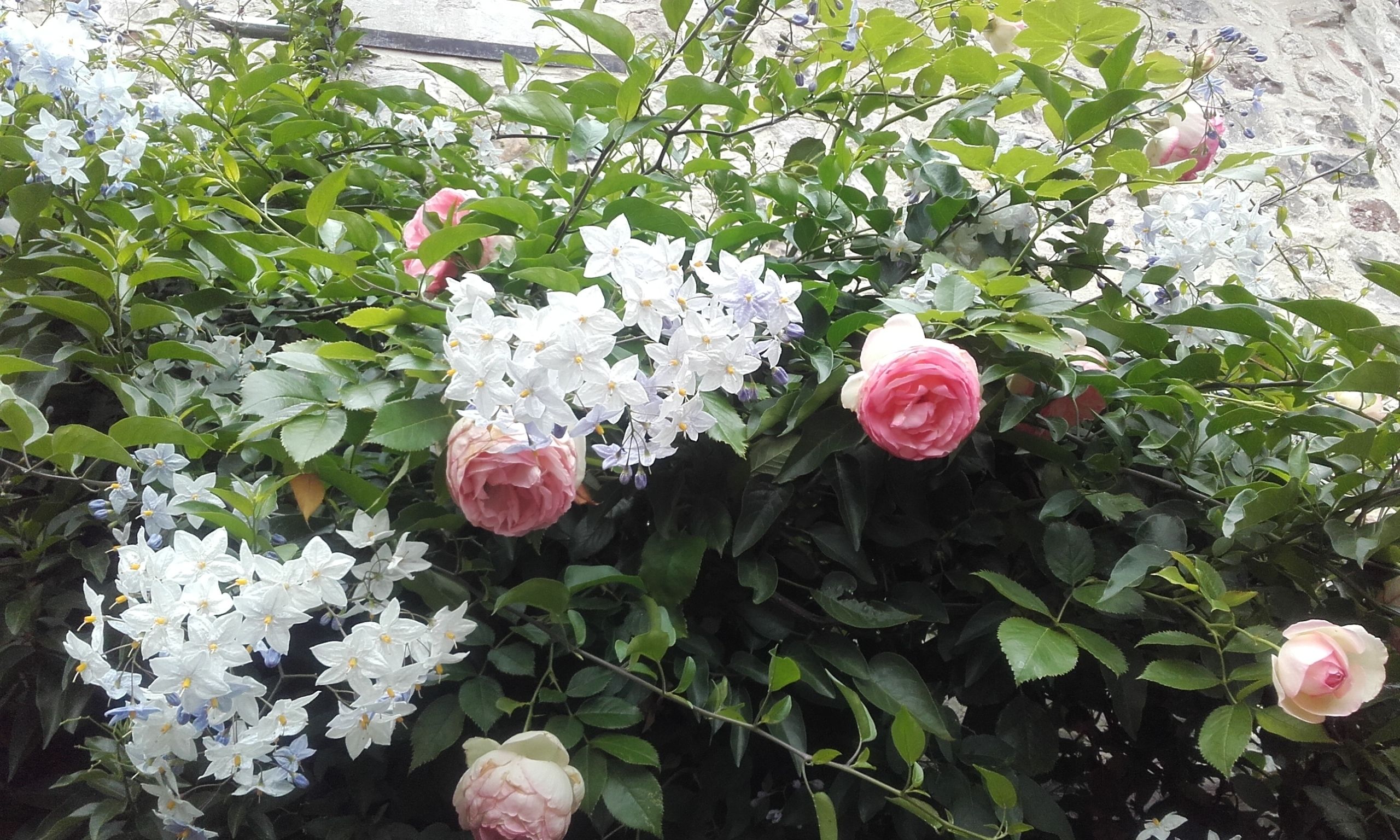 A garden with various flowering plants, including pink roses and white flowers.