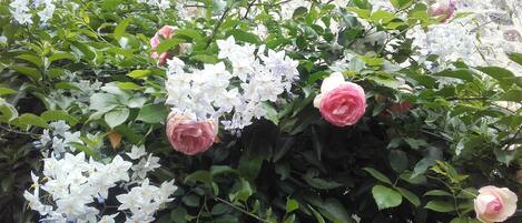 A garden with various flowering plants, including pink roses and white flowers.