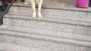 A dog standing on a staircase outside a building with a sign indicating a hotel. - Albergo Renato (Sesto San Giovanni)