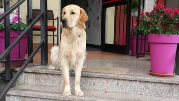 Animaux de compagnie acceptés