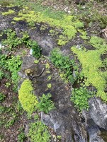 Land view from property