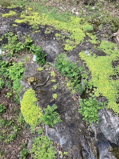 All Seasons Treehouse Village