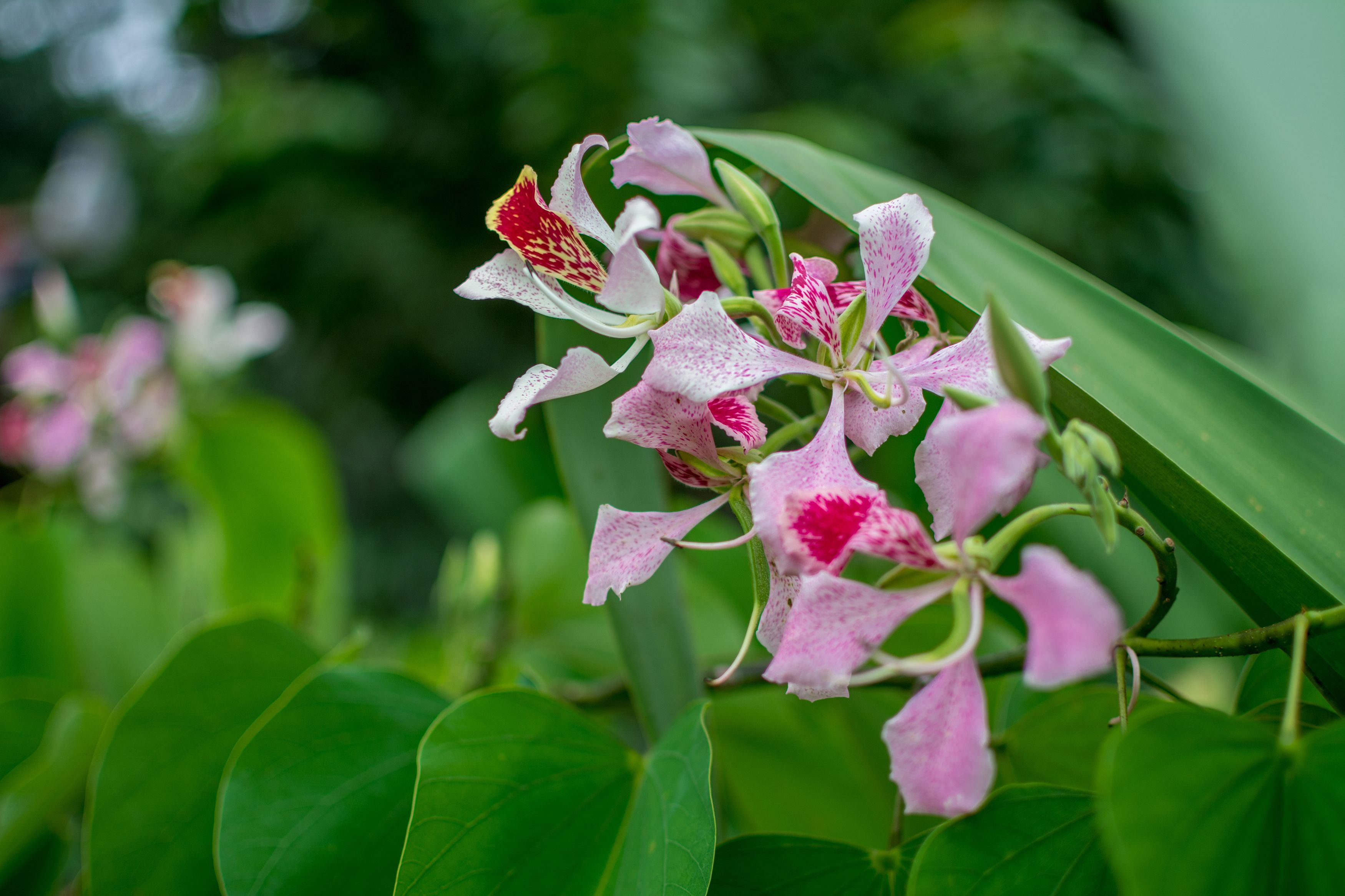 Foto - Pacific Paradise Resort