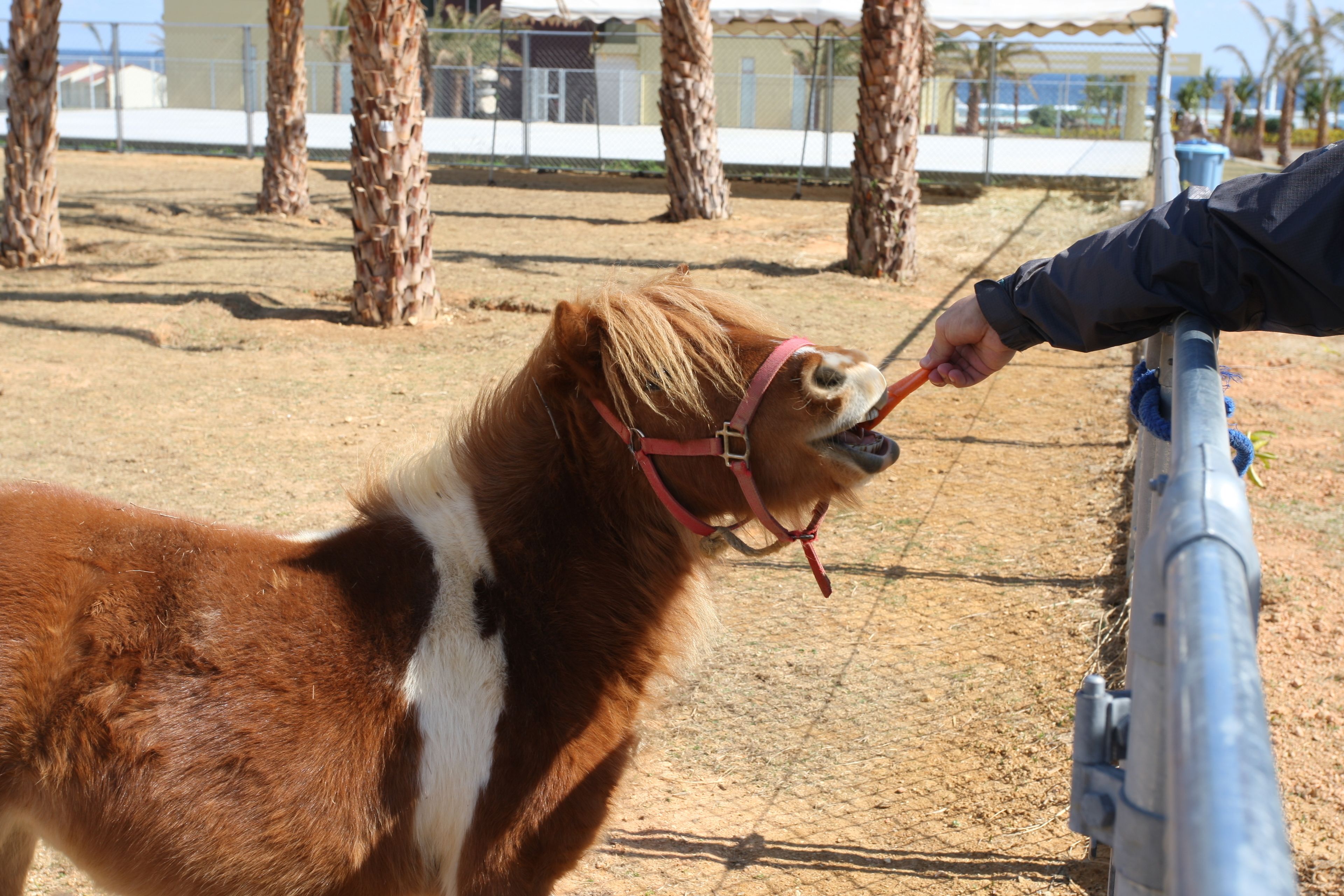 A horse with a red halter standing in an outdoor enclosure with palm trees and a fence.