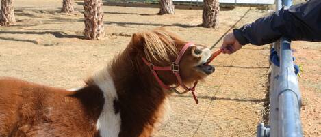 A horse with a red halter standing in an outdoor enclosure with palm trees and a fence.