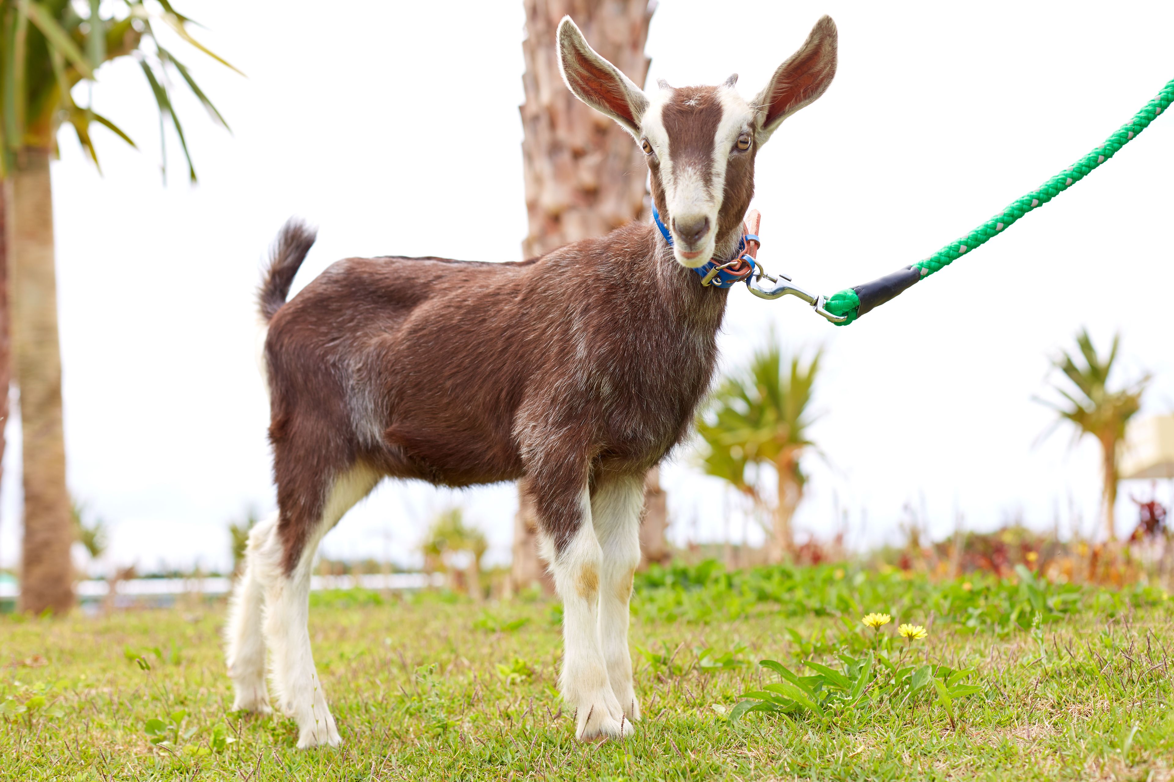 A goat with a green leash standing on grass with trees in the background.
