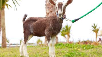 A goat with a green leash standing on grass with trees in the background.