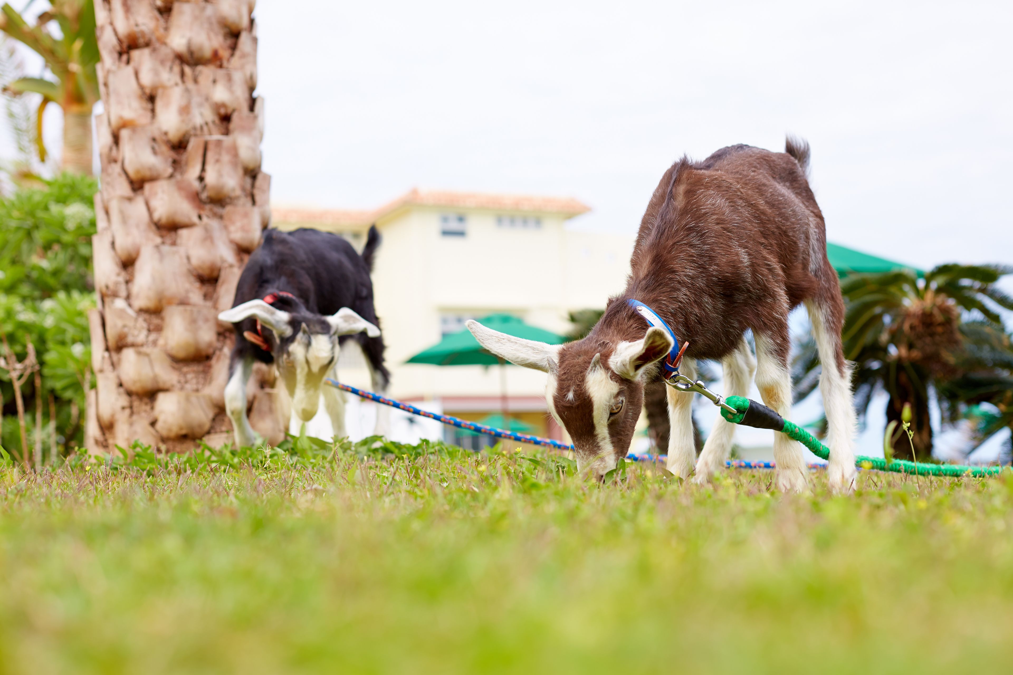 Two goats grazing on grass with a rope leash, a palm tree, and a building in the background.